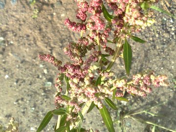 Amaranthus?